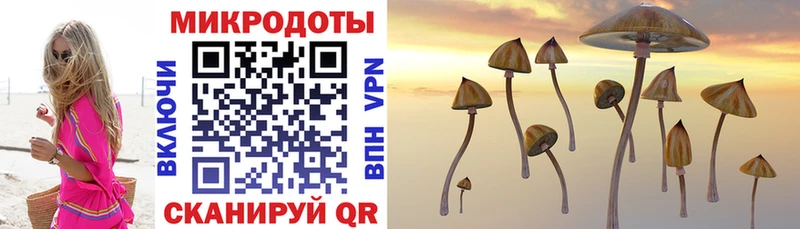 Псилоцибиновые грибы Psilocybe  Купить закладки  Бугульма 